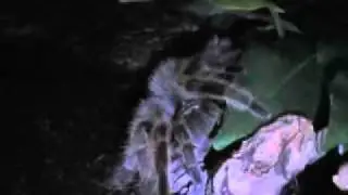 'Selene' my Chile Rose Tarantula
