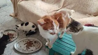 Rescue Cats are feeling a bit cold today.