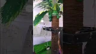 Science is model coconut tree breakes