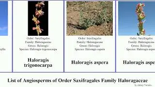 List of Angiosperms of Order Saxifragales Family Haloragaceae myriophyllum watermilfoil gonocarpus
