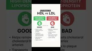 HDL vs LDL | Good Cholesterol vs Bad Cholesterol Explained in Simple Words 🫀| Doctor Facts #viral