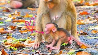 Big adorable...When tiny baby monkey SABA make a cute face to human.