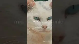 Cat Reflexes