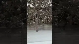 #snow #canada #driving #snowstorm #snowfall