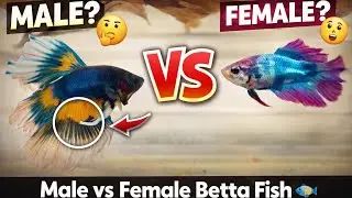 Betta Fish breeding 🔥 | From Pairing to Eggs |MAIA Vlogs|Subscibe