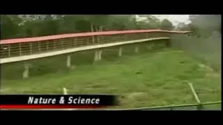 Lion Cub runs to see Tiger Cub and then also submits by laying down,today I have found original clip