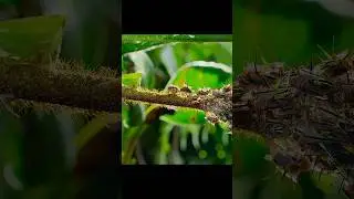 Sounds Just Like a Phone Vibrating in Your Pocket #animals #wildlife #shorts #video