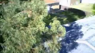 View from trex 450sev2