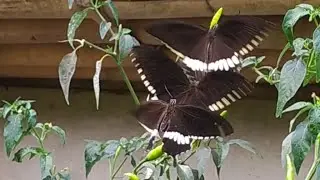 Common Mormon(Papilio polytes romulus)
