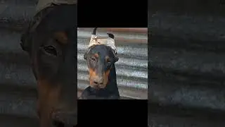 Show Prospect Dobermann । Only for Quality Dobermann Lovers । Borned for Dog Shows । 9823105004 ।