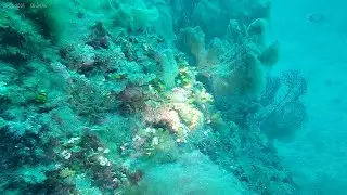 Gorgones recouvertes d'algues brunes filamenteuses / Gorgonians covered with filamentous brown alga