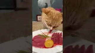 &ldquo;Soothing Cat ASMR 🐱 Crunchy & Juicy Bites&rdquo; #satisfying #sashimi #raw #shorts