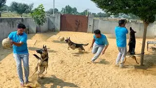 Stealing My German Shepherd Dog&rsquo;s Favourite Toy | Best Dogs Reactions Videos 2026