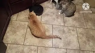 Cricket the talking cat first experience of a automatic vacuum cleaner November 2025
