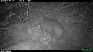 Wombat mother and joey
