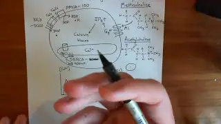 Calcium Waves Part 5