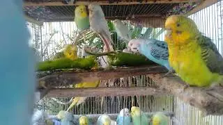 😂 Diversão leve e relaxante 🐦 periquitos fofos até o fim ✨ #divertido #fofura #periquitos