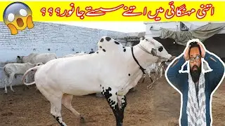 Itny sasty Fateh Jangi janwar 😲😲 | Fateh Jangi Bull | MIAN CATTLE FARM ❤️❤️ (PART 01)