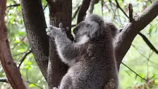 A Koala Climbing A Tree