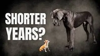 Действительно ли большие собаки живут меньше? Правда.