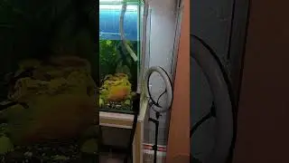 Пошла ниже этажом 👀😱🤣 #aquarium #юмор
