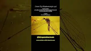 Crane Fly (Elephantomyia sp.) in Dominican Amber - @amberman2492