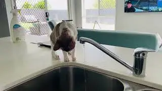 Snowball Playing with Water from the Tap! 💦😻 | Cat's Water Adventure