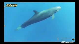 animalpedias la falsa orca pseudorca crasidens