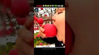 China's Most Delicious Fruit (Part-1) #shorts