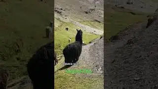 La alpaca Suri de la monta&ntilde;a palcoyoq