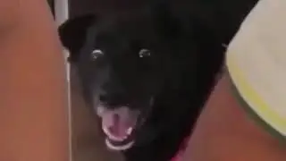 Убили собаку