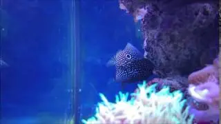 calloplesiops altivelis