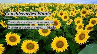 Matologia ‐ Controle de Daninhas na Cultura do Girassol