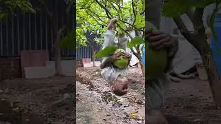 Lala discovers and harvests guavas at the farm! #monkey #orangevegetable #monkeysr #animals