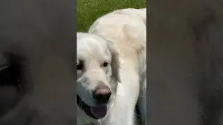 Bear, English, Golden Retriever! #englishgoldenretriever #goldenretriever #purebred #shortsfeed #dog