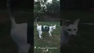 HAPPY 75TH INDEPENDENCE  DAY |INDEPENDENCE |#shorts #beauty #pakistan #viral #independenceday