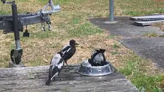 Magpies - bath time