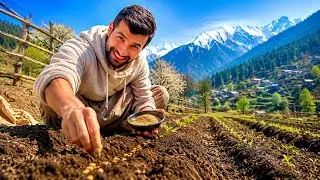 Vegetable Farming in the Mountains | Fresh Organic Sabzi from Hills 🌱 