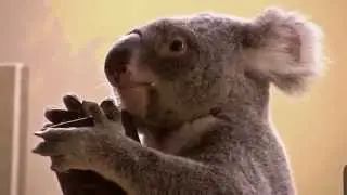 Koala hétköznapok