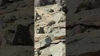 SeeSee #hunting #explore #viral #youtubeshorts