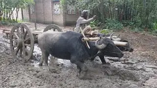 Buffalo Cart Stuck to Deep Mud ||Empty Buffalo Ride to Deep Mud