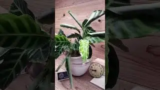 bottom watering plants. 4 hours in 12 seconds. #plants #timelapse #indoorplants #bottomwatering