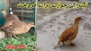 teeter birds pir for sale in pakistan//1080p // IRfan khan Birds information