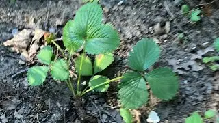 Summer garden update and tour of my 9 raised beds.  Nj zone 7a 5/31/24