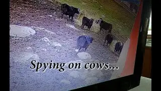 Calving Camera Upgrade for Small $