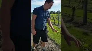 Our Vineyard Manager, Wiremu, talking about frost damage 2020