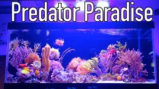40 Gallon Exotic Nano Reef - Diver's Predator Paradise