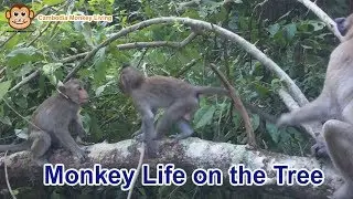 Monkey Life on the Tree - Cambo Monkey Living 2019