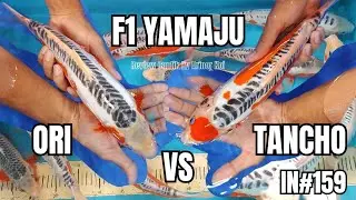 REVIEW HANNA SHUSUI F1 JEPANG 🇯🇵 HARGA RAMAH KANTONG 💥