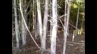 Tautenhain 29 10 2011 05